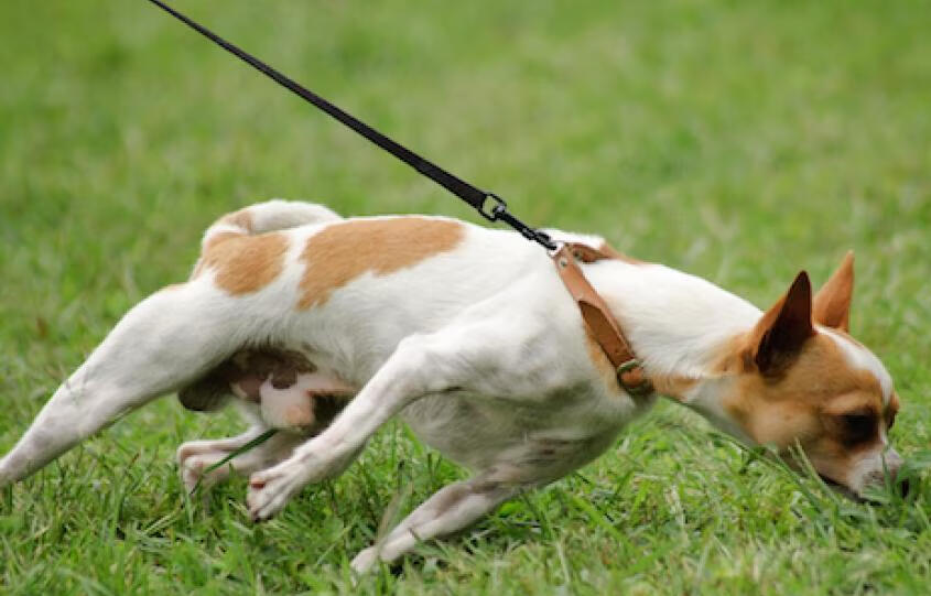 Dog Daycare Dog treadmill and structured exercise studio in Charlottesville VA